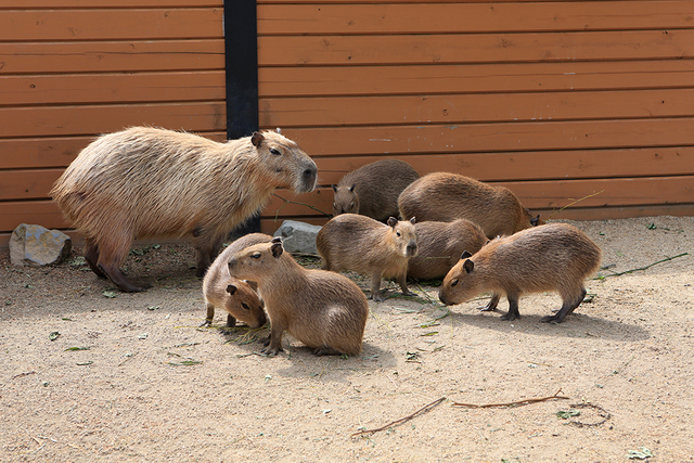 那須どうぶつのカピバラの森,関東,動物園,