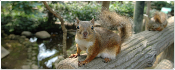 井の頭自然文化園,関東,動物園,