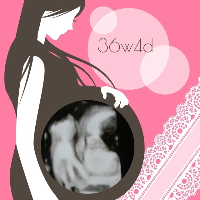 エコー写真 36週4日 36w4d 女の子,妊娠36週,エコー,