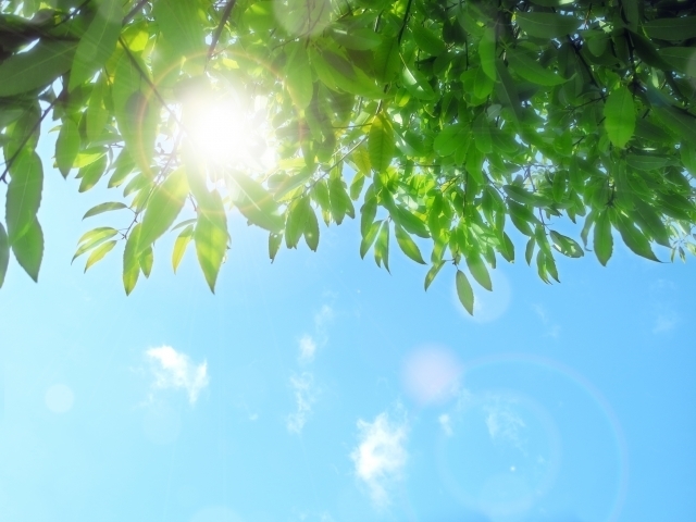 木漏れ日,妊娠,安定期,注意