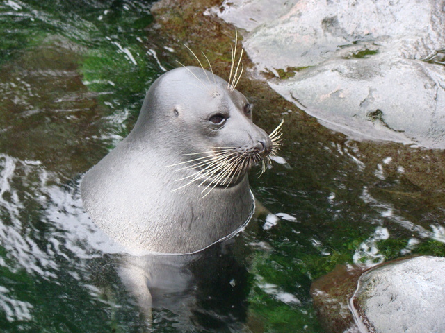 箱根園水族館のバイカルアザラシ広場,水族館,神奈川県,おすすめ