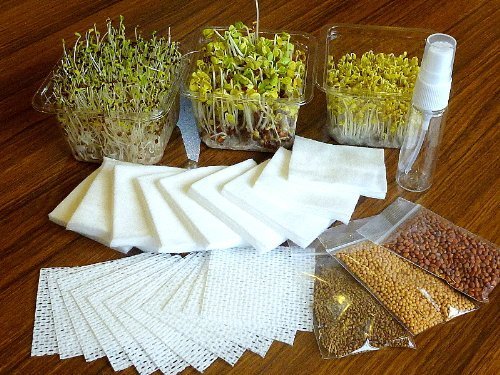 スプラウト栽培キット,自由研究,工作,小学生