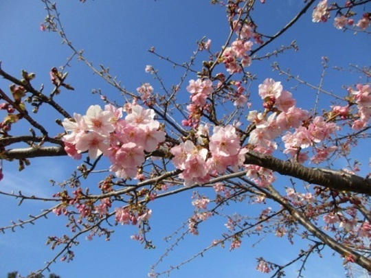 葛西臨海公園の桜,都内,花見,公園