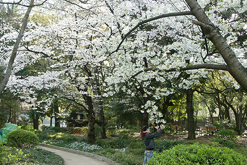 日比谷公園の桜,東京,桜,名所