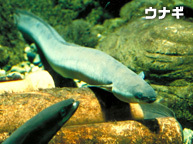 水族館のウナギ,水族館,さいたま,