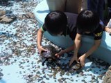 カメとのふれあい,水族館,さいたま,