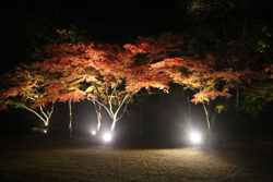もみじ谷ライトアップ,茨城,紅葉,スポット