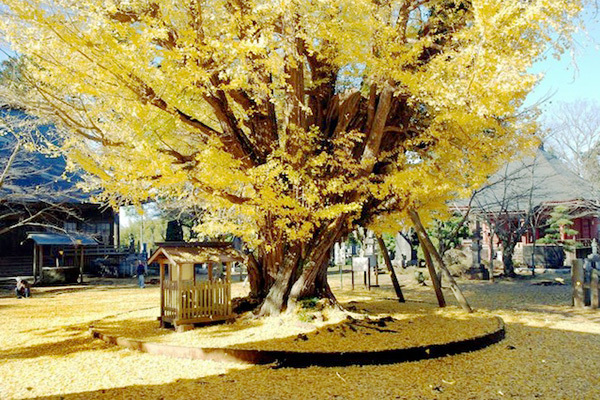 西蓮寺,茨城,紅葉,スポット