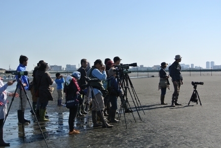 海鳥の観察会,ふなばし三番瀬海浜公園,