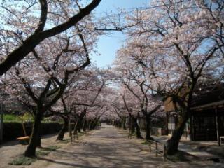 秋月 杉の馬場通りの桜,福岡,お花見,ランキング