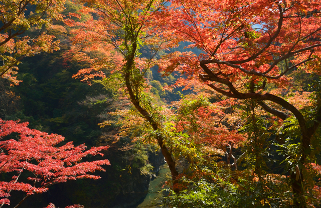 中津峡,関東,紅葉,スポット