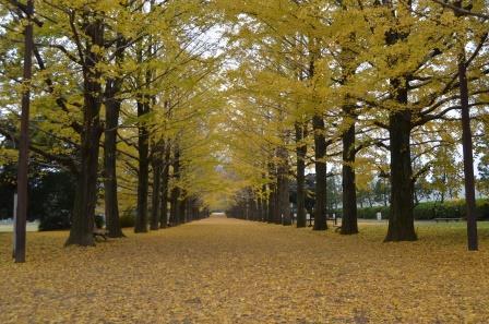 国営昭和記念公園,関東,紅葉,スポット