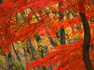高尾山のもみじ,関東,紅葉,スポット