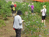 ブルーベリー狩り松井農園,長野,松井農園,