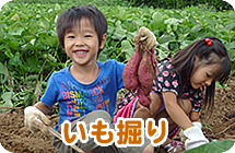 ジョイフルファーム鵜の池芋掘り,愛知,さつまいも,堀り
