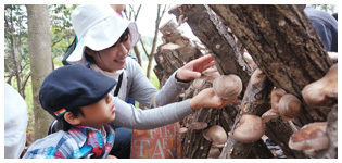 しい茸園 有馬富士,秋,おすすめ,キノコ狩り