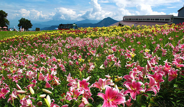 高山植物園 アルプの里,新潟,植物園,おすすめ