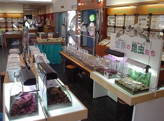 昆虫生態館,昆虫,スポット,北海道