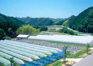 奥貝塚・彩の国 たわわ,夏,野菜,収穫