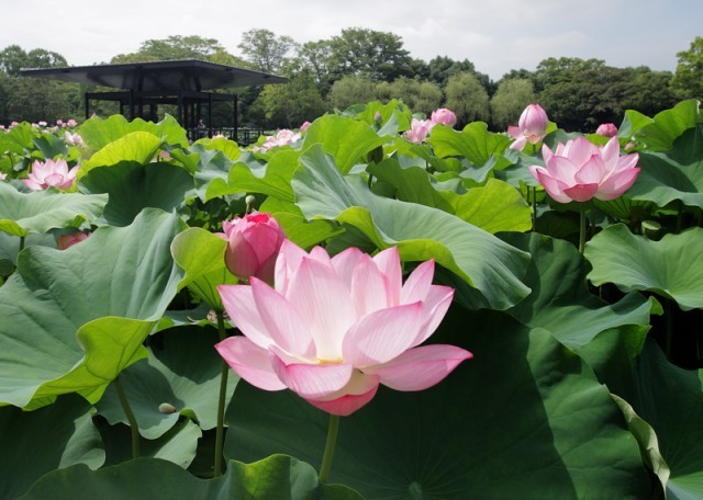 ハスの花,花,植物園,大阪
