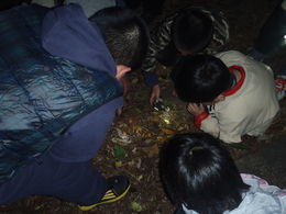 夜の生き物ツアー,千葉県,昆虫採集,冒険