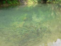 ネイチャービレッジおおたき,静岡,おすすめ,釣り堀