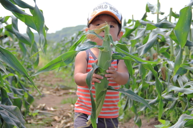 トウモロコシを持つ子ども,夏,味覚狩り,愛知県