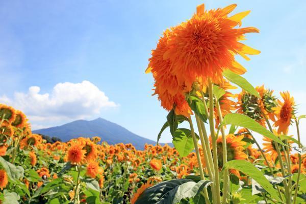 筑西ひまわり,太陽,ひまわり,茨城