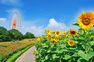 ひたち海浜公園,太陽,ひまわり,茨城
