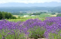 ふらのジャム園のラベンダー,ラベンダー,富良野,観光