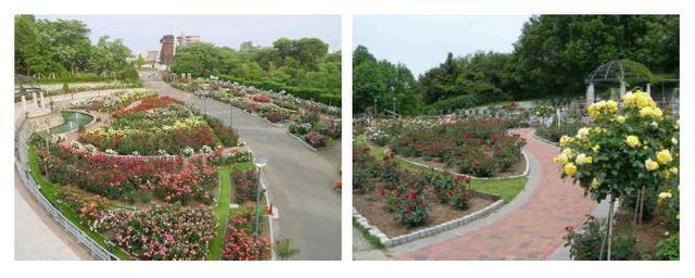公園,見頃,バラ,名所