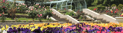 狭山市都市緑化植物園の画像,埼玉 ,バラ園,名所