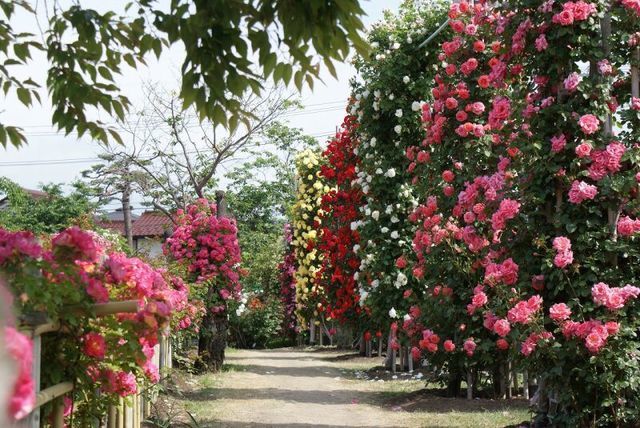 一本木公園,見頃,ばら,名所