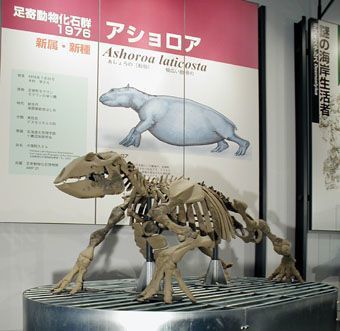 北海道足寄の博物館の画像,北海道,博物館,