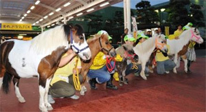 ミニチュアホースとのふれあい,東京シティ競馬,