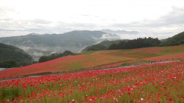 秩父高原牧場,ポピー,名所,見頃