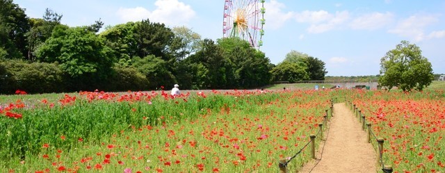 国営ひたち海浜公園,見頃,名所,ポピー
