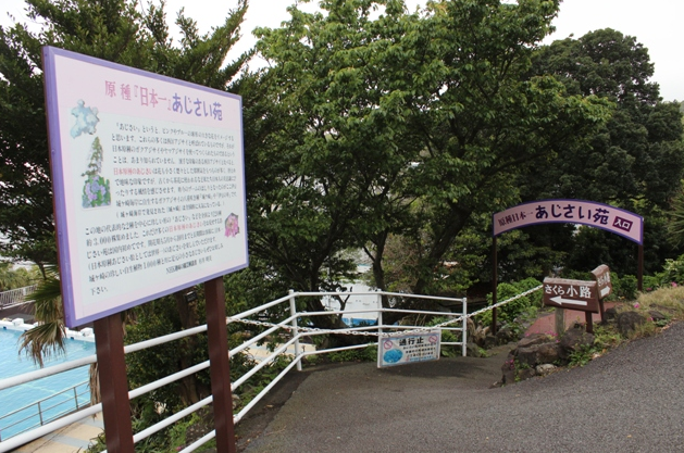 伊豆四季の花公園,静岡,愛知,あじさい
