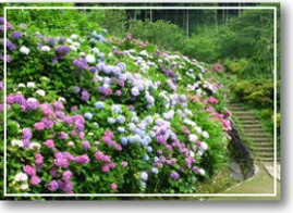 花の奥山高原,静岡,愛知,あじさい