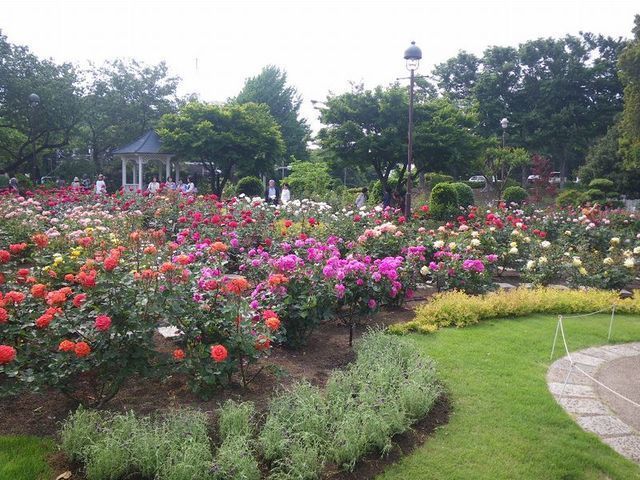 港の見える丘公園,バラ,見頃,神奈川県