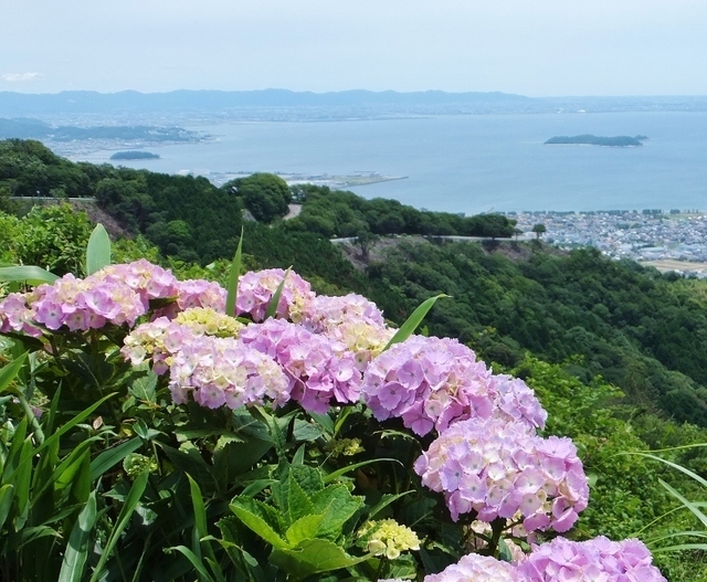 三ヶ根山スカイライン,あじさい,愛知県,祭り