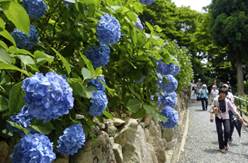 柳谷観音楊谷寺のあじさい,京都,あじさい,名所