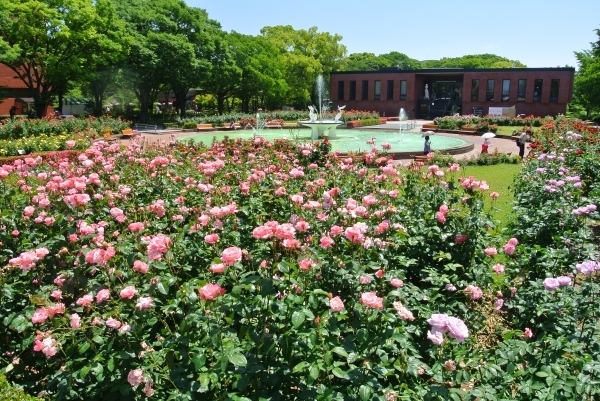 石橋文化センターばら園,福岡県,子どもの写真,植物園