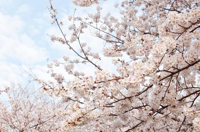 春の桜,キッズ,ボレロ,