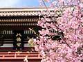 鶴岡八幡宮、桜,神奈川,花見,名所