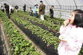 JAはが野 益子観光いちご団地,栃木,いちご団地,いちご狩り