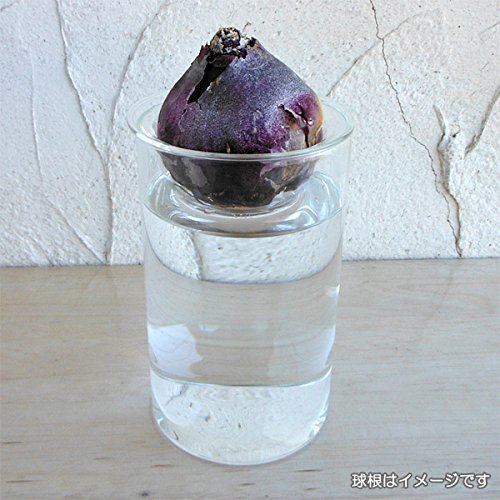 水栽培用ポット ガラスポットショート,花,栽培キット,簡単