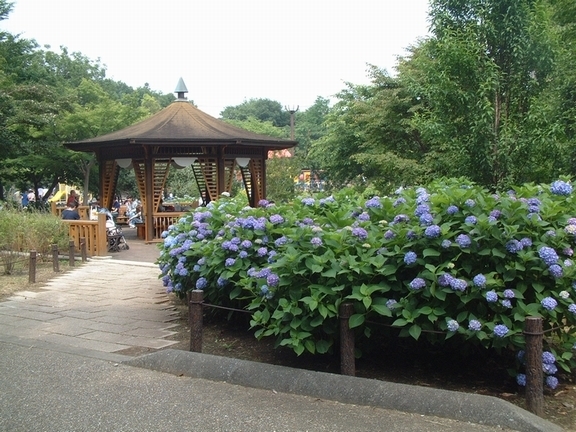 相模原麻溝公園の樹林広場,神奈川,相模原麻溝公園,動物
