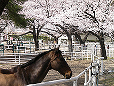 園内の桜と馬,世田谷,公園,おすすめ