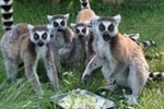 ワオキツネザルの写真,2016年,干支,さる